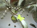 Branche plumes – papillons