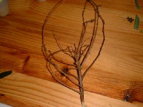 choisir une jolie branche