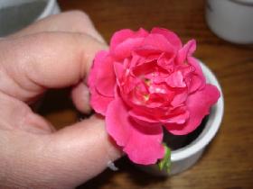 piquer 1 ou 2 petites roses