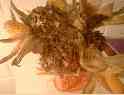 Bouquet d’automne