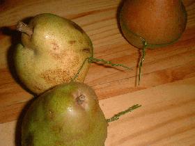 afin d'obtenir des poires tigées