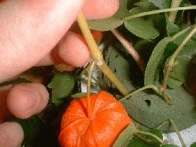 piquer de petites branches de Physalis